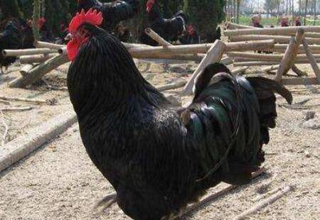 怎么养殖狼山鸡,人工养殖狼山鸡的技术要点_山鸡养殖