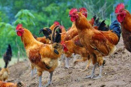 养殖跑山鸡赚不赚钱,养殖跑山鸡成本与利润分析_山鸡养殖