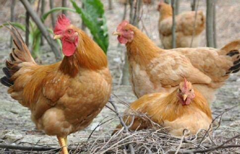 狼山鸡与土鸡优缺点对比,狼山鸡与土鸡的营养价值哪个高_山鸡