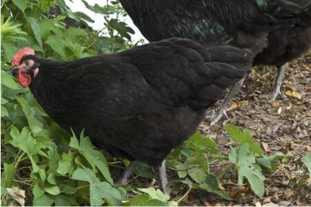 狼山鸡与土鸡优缺点对比,狼山鸡与土鸡的营养价值哪个高_山鸡