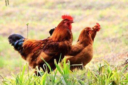 跑山鸡究竟怎么养,跑山鸡养殖周期分析_山鸡养殖