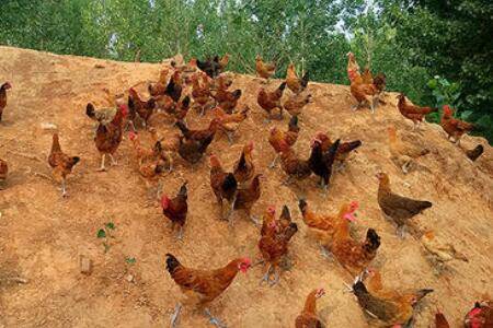 跑山鸡究竟怎么养,跑山鸡养殖周期分析_山鸡养殖