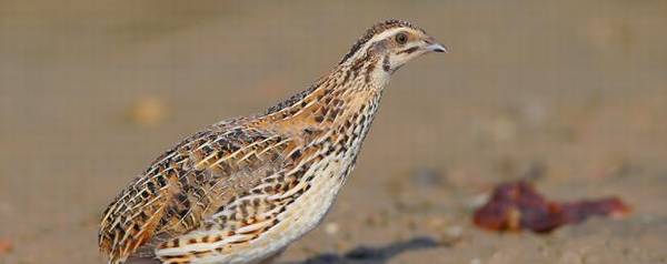 鹧鸪和斑鸠有什么区别_养殖问答