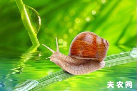 蜗牛怎么呼吸,蜗牛是不是用肺呼吸_养殖问答