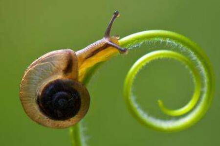 蜗牛有哪些天敌_养殖问答