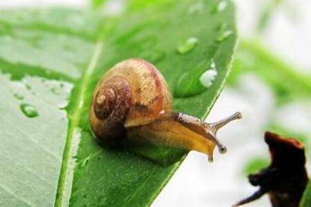 蜗牛缩在壳里不出来什么原因,蜗牛缩在壳里不出来怎么办_养殖