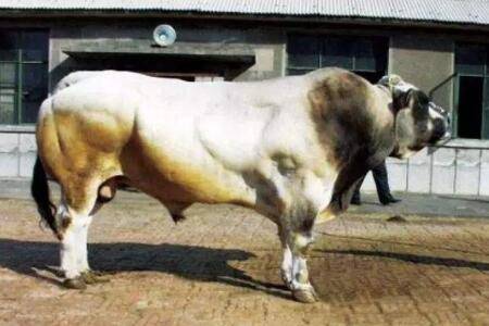 奥布拉克牛是什么牛_养殖问答