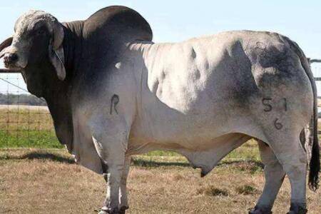 加斯科尼牛是什么牛_养殖问答