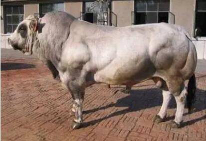 皮埃蒙特牛是什么牛,皮埃蒙特牛有什么特征_养殖问答