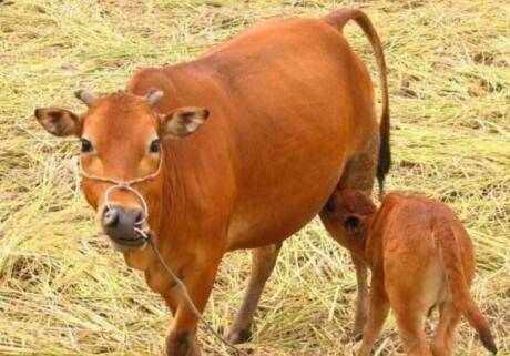 南阳牛是什么牛,南阳牛有哪些特征_养殖问答