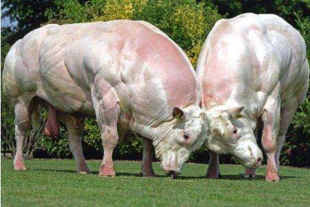 比利时蓝牛是什么牛,比利时蓝牛有什么特征_养殖问答