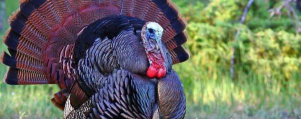 火鸡公母的区分方法_养殖问答