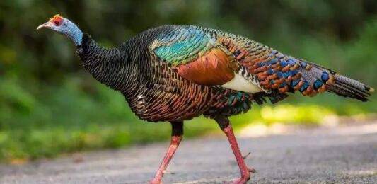 火鸡吃老鼠吗?_养殖问答