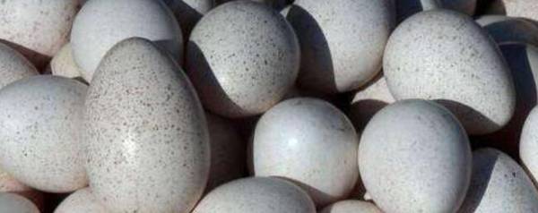 火鸡蛋有多大,火鸡蛋与鸡蛋比哪个大_养殖问答