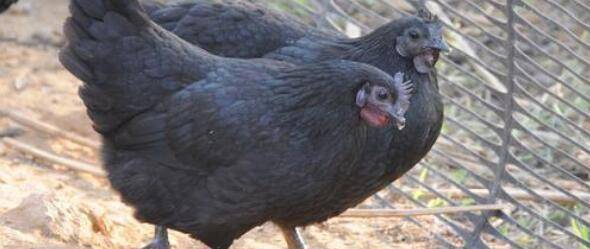 绿壳蛋鸡产蛋多不多_养殖问答