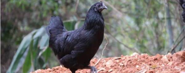 五黑鸡和八黑鸡的区别_养殖问答