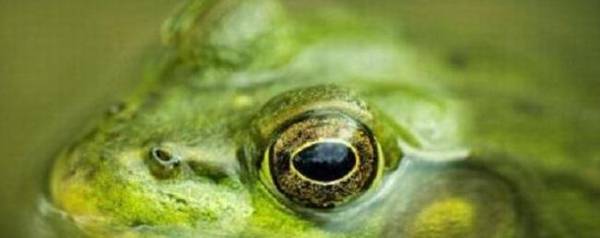 田鸡怎么养,大小田鸡分池养殖很关键_养殖问答