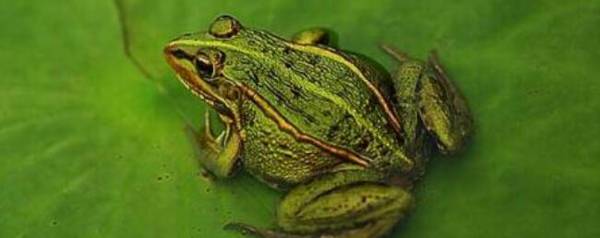 田鸡吃什么食物,以鞘翅目昆虫为主_养殖问答