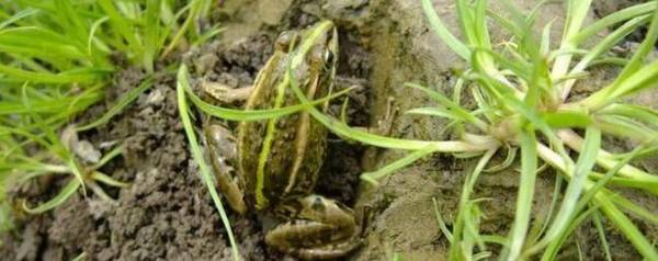 田鸡的学名叫什么,田鸡的别名是什么_养殖问答