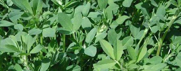 苜蓿草养鸡的方法,苜蓿草喂鸡的好处_养殖问答