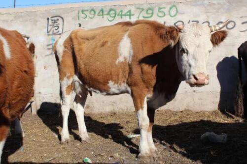 母牛忽然一直发出叫声什么原因_养殖问答