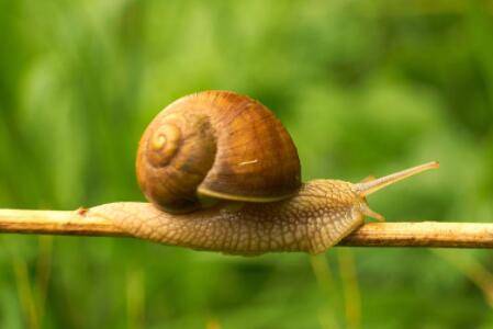 蜗牛在水中会淹死吗?_养殖问答