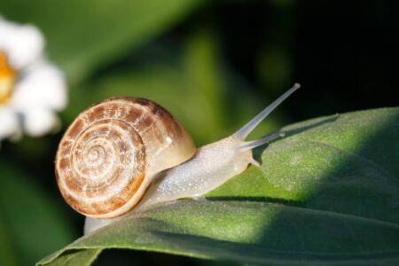 蜗牛是不是害虫吗_养殖问答