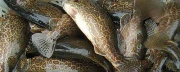 鳜鱼能长多大?_养鱼