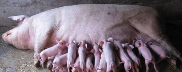 怎么给母猪查情_养殖问答