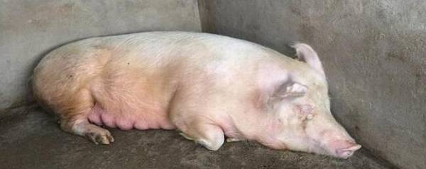 母猪咬猪仔怎么办_养殖问答