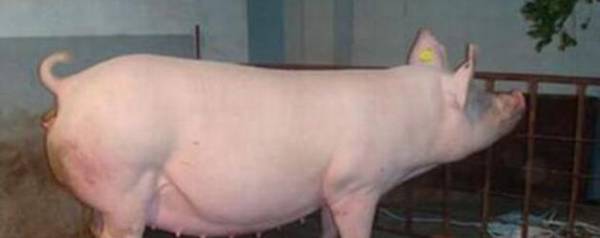 母猪脚蹄裂怎么治?_养殖问答