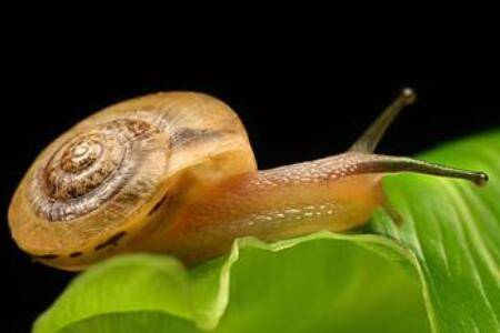 蜗牛怎么吃东西?_养殖问答