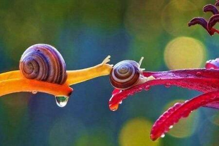 蜗牛喜欢吃什么食物_养殖问答