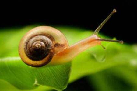 蜗牛不吃东西什么原因_养殖问答