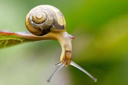 蜗牛每小时能爬多远?_养殖问答