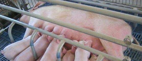 怎么给母猪输精,母猪输精的注意事项有哪些_养殖问答