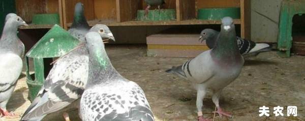 鸽子怎么圈养,鸽子的圈养方法总结_养殖问答