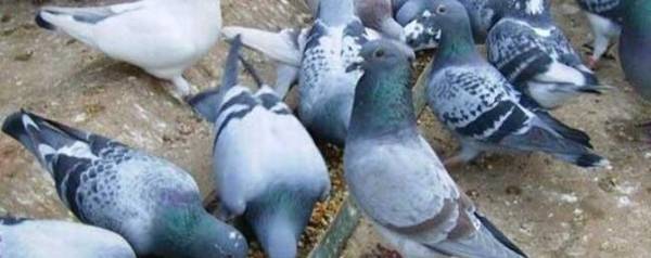 鸽子最高能飞多高_养殖问答