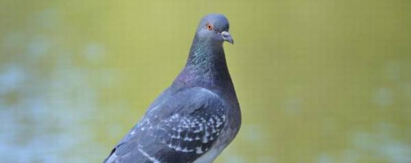 鸽子发情有什么表现_养殖问答