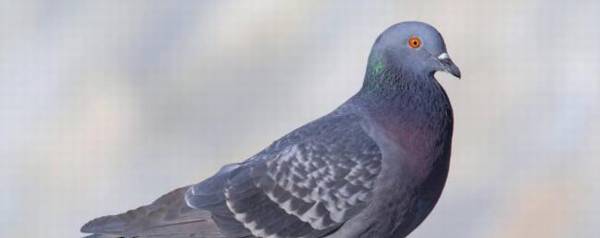 鸽子年龄怎么看,有哪些特征?_养鸽
