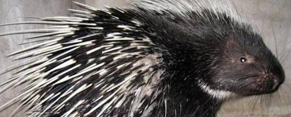 豪猪的喂食时间,每天什么时候喂好_养殖问答