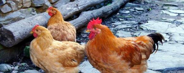 土鸡几个月出栏?_养殖问答