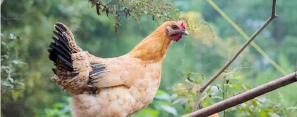 土鸡和老母鸡有什么区别?_养殖问答