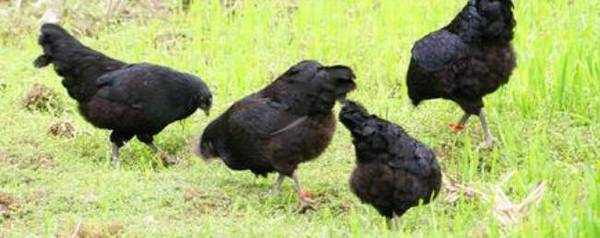 乌鸡下蛋率怎么样?如何提升产蛋率?_养殖问答