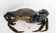 菜谱百科之海蟹的营养价值