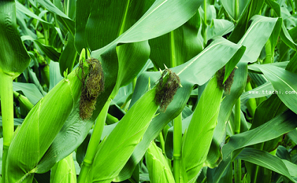 玉米的营养价值