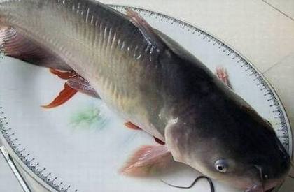 食材介绍之肥头鱼