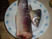 红烧青鱼