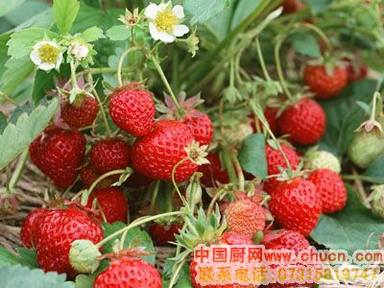 草莓是电脑一族必吃的防辐射食物