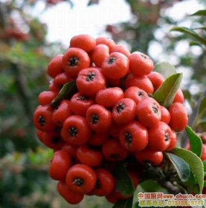 女贞子是电脑一族必吃的防辐射食物